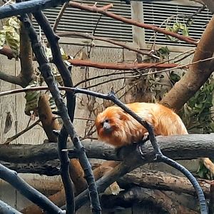 Golden Lion Tamarin