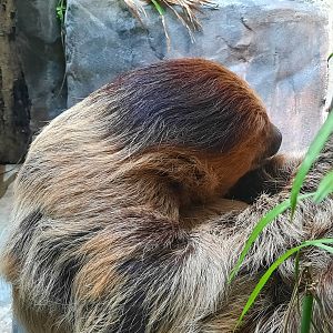 Two Toed Sloth