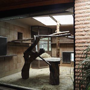 Gelada indoor housing, 2025-05-22