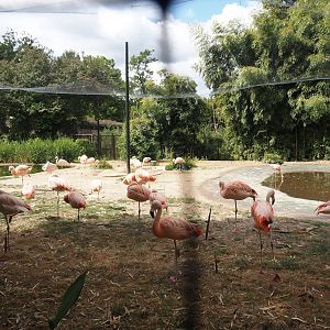 Chilean flamingo aviary, 2025-05-22