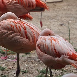 Chilean flamingos (Phoenicopterus chilensis), 2025-05-22
