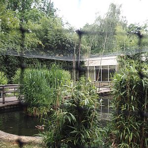 Chilean flamingo aviary, 2025-05-22