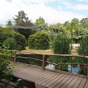 Chilean flamingo aviary, 2025-05-22