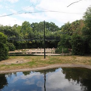 Chilean flamingo aviary, 2025-05-22