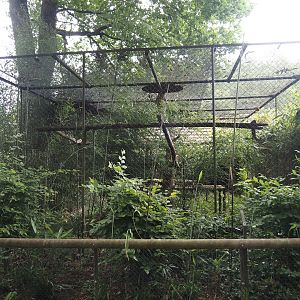 One of the Lion-tailed macaque exhibits, 2025-05-22
