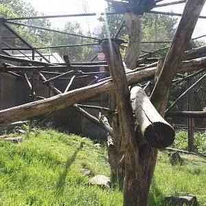 One of the Lion-tailed macaque exhibits, 2025-05-22