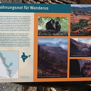 Conservation of Lion-tailed macaques in the Western Ghats signage, 2025-05-22
