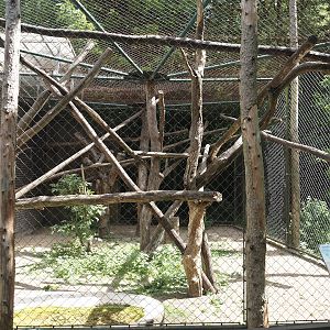 One of the Lion-tailed macaque exhibits, 2025-05-22