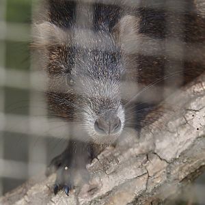 Desmarest's hutia (Capromys pilorides), 2025-05-22