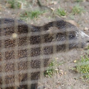 Desmarest's hutia (Capromys pilorides), 2025-05-22
