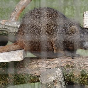 Desmarest's hutia (Capromys pilorides), 2025-05-22