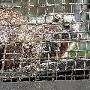 Juvenile Desmarest's hutia (Capromys pilorides), 2025-05-22