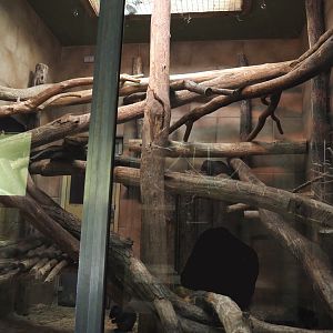 First Desmarest's hutia indoor exhibit, 2025-05-22