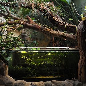 Landscaping and South American fish an Asian invertebrate tank in former indoor primate exhibit, 2025-05-22