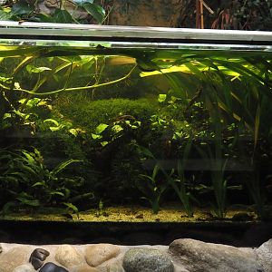 South American fish an Asian invertebrate tank in former indoor primate exhibit, 2025-05-22