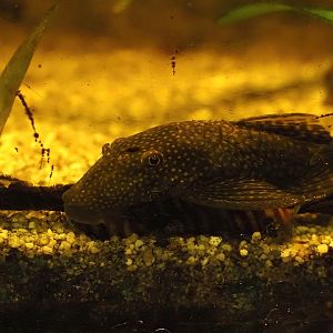 Bristlenose catfish (Ancistrus dolichopterus), 2025-05-22