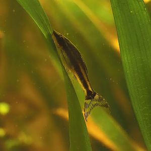 Golden Otocinclus (Otocinclus affinis), 2025-05-22