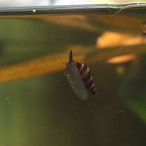 Assassin snail (Anentome helena), 2025-05-22