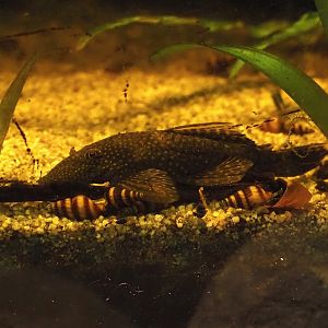 Bristlenose catfish (Ancistrus dolichopterus) and Assassin snails (Anentome helena), 2025-05-22