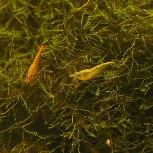 Cherry shrimps (Neocaridina davidi), 2025-05-22