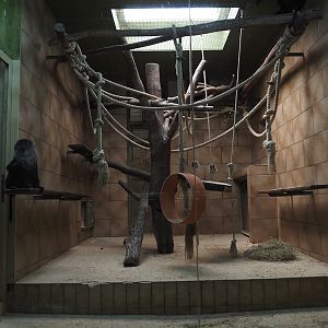 Lion-tailed macaque indoor housing, 2025-05-22
