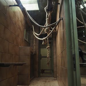 Lion-tailed macaque indoor housing, 2025-05-22