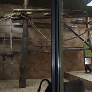 Lion-tailed macaque indoor housing, 2025-05-22