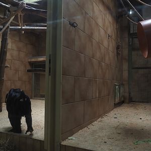Lion-tailed macaque indoor housing, 2025-05-22