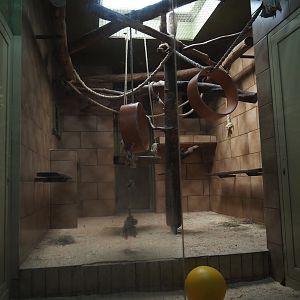 Lion-tailed macaque indoor housing, 2025-05-22