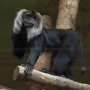 Lion-tailed macaque (Macaca silenus), 2025-05-22