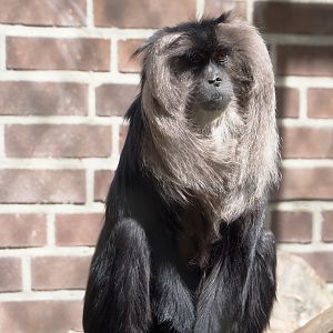 Lion-tailed macaque (Macaca silenus), 2025-05-22