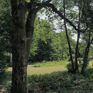 Blue peafowl, Demoiselle crane and Hawaiian goose exhibit, 2025-05-22