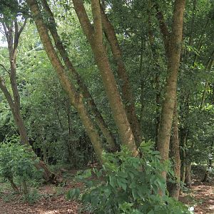 Blue peafowl, Demoiselle crane and Hawaiian goose exhibit, 2025-05-22