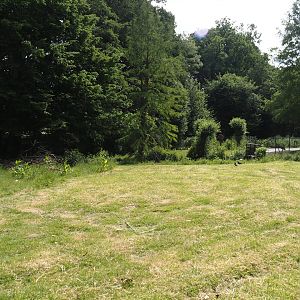 Blue peafowl, Demoiselle crane and Hawaiian goose exhibit, 2025-05-22