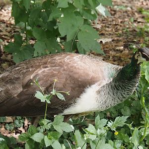 Blue peafowl hen (Pavo cristatus), 2025-05-22