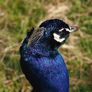 Blue peafowl (Pavo cristatus), 2025-05-22