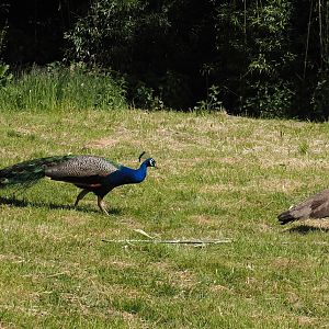 Blue peafowl, rooster and hen (Pavo cristatus), 2025-05-22