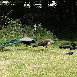 Blue peafowl (Pavo cristatus) and Wild Western jackdaws (Coloeus monedula), 2025-05-22