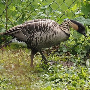 Hawaiian goose (Branta sandvicensis), 2025-05-22