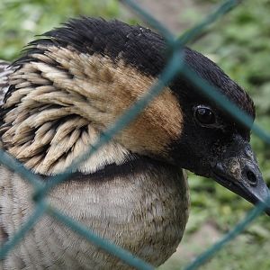 Hawaiian goose (Branta sandvicensis), 2025-05-22