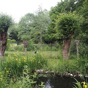 Part of wildlife pond area and Blue peafowl, Demoiselle crane and Hawaiian goose exhibit, 2025-05-222025-05-22