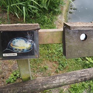 Example of aquatic (micro)invertebrate education signs in the wildlife pond and aquatic native wildlife education area, 2025-05-22