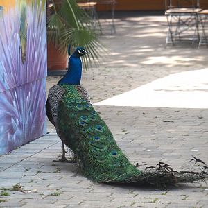 Blue peafowl (Pavo cristatus), 2025-05-22