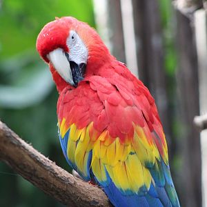 Scarlet Macaw (Ara macao)