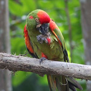 Red-Fronted Macaw (Ara rubrogenys)