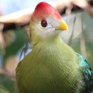 Red-Crested Turaco (Tauraco erythrolophus)