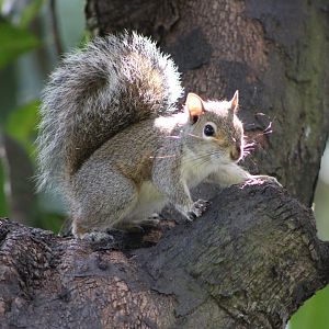 {Wild} Eastern Grey Squirrel (Sciurus carolinensis)