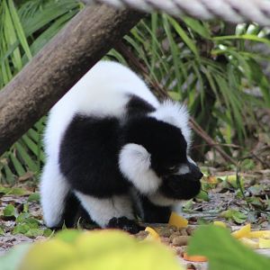 Black-and-White Ruffed Lemur (V. v. variegata)