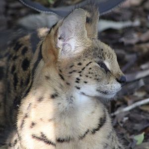 Serval (Leptailurus serval)