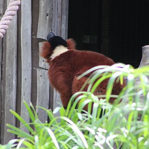 Red Ruffed Lemur (Varecia rubra)